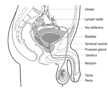 Prostat-Anatomi